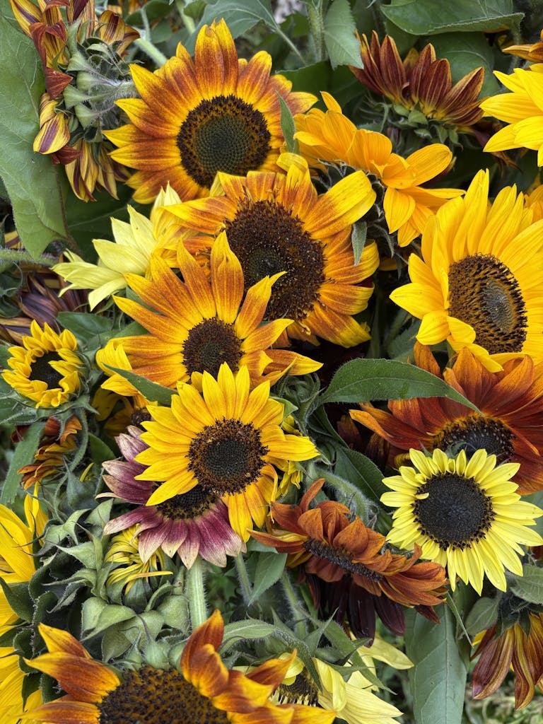 Free stock photo of sunflowers
